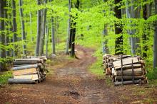 Otwarcie ofert - Wykonywanie usług z zakresu gospodarki leśnej na terenie Nadleśnictwa Czarne Człuchowskie w roku 2021